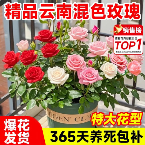 【爆花发货】一盆多色收到即赏花