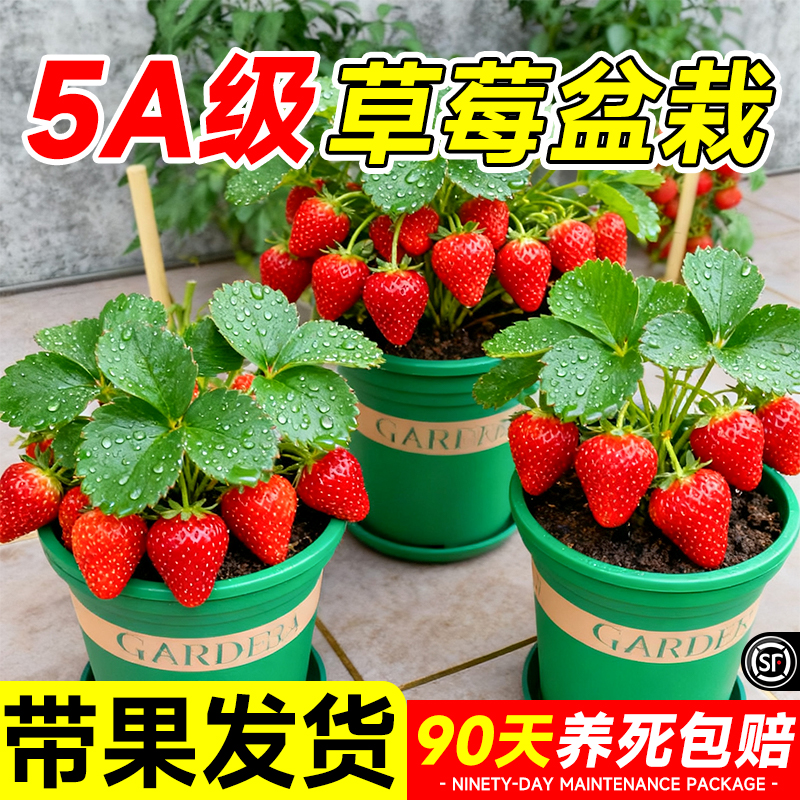 5A级带果草莓盆栽收到开吃