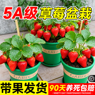 草莓带果盆栽奶油草莓苗秧特大号批发四季结果红颜玄玉丹东99新苗
