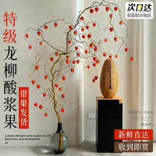 龙柳酸浆果鲜切花枝黄金龙柳水培植物云南直发四季高级感侘寂风