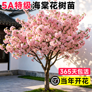 海棠树苗庭院地栽大树北美垂丝西府海棠花卉四季种植耐寒开花植物