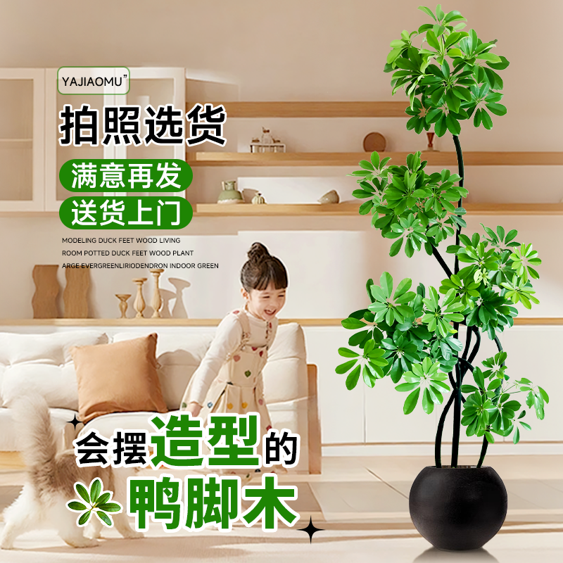 鸭脚木客厅大盆栽【可拍照选货】