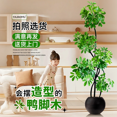 鸭脚木客厅大盆栽【可拍照选货】
