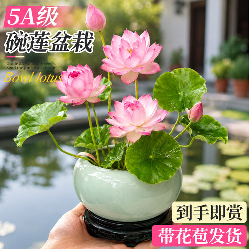 微型碗莲水缸桌面水养荷花