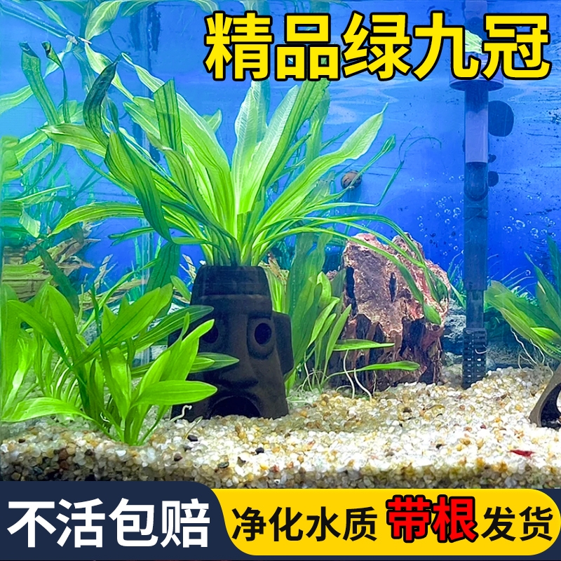 大叶绿九冠水草植物鱼缸古法养鱼草真草水培绿植阴性懒人造景皇冠