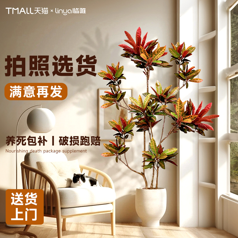 七彩变叶木网红绿植室内大型盆栽