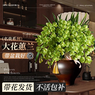 大花蕙兰带花苞盆栽年宵花兰花植物室内鲜花花卉客厅绿植耐寒惠兰