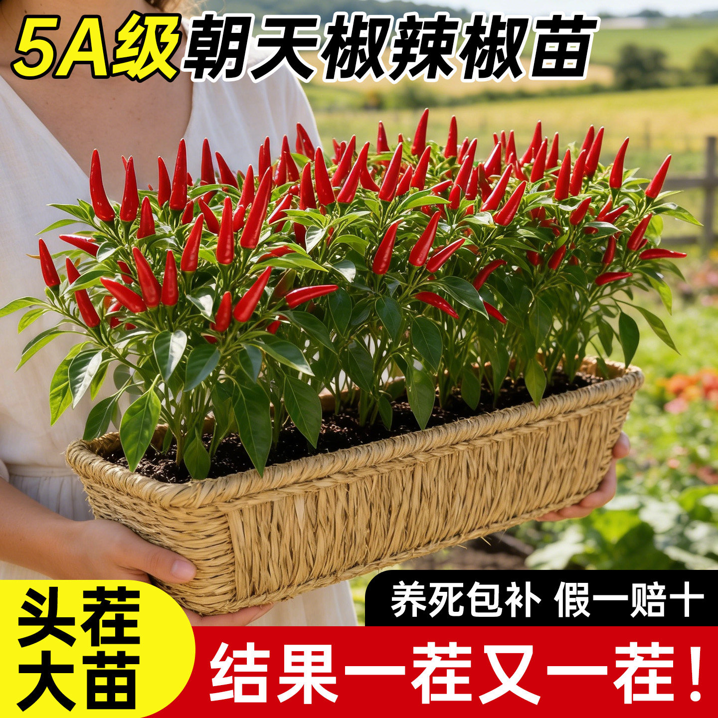 朝天椒苗辣椒苗秧苗四季种植种苗小米辣青椒树苗种子盆栽大全菜苗