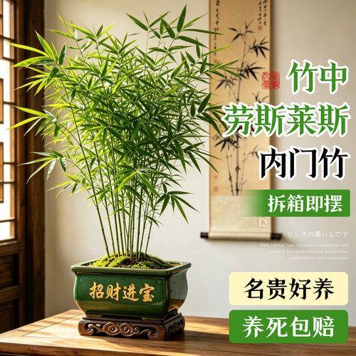 正宗名贵老桩内门竹盆栽