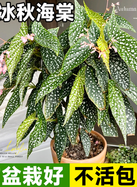 白冰秋海棠盆栽竹节鳟鱼蓝色室内阳台桌面好养活四季开花卉绿植物