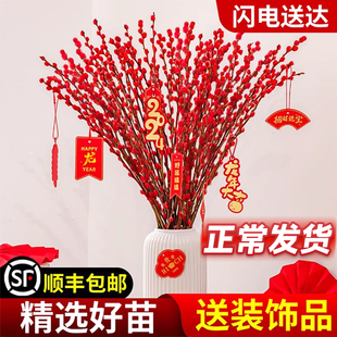 银柳真花鲜枝干花卉绿植摆件室内客厅过新年红色年宵花束装 饰永生