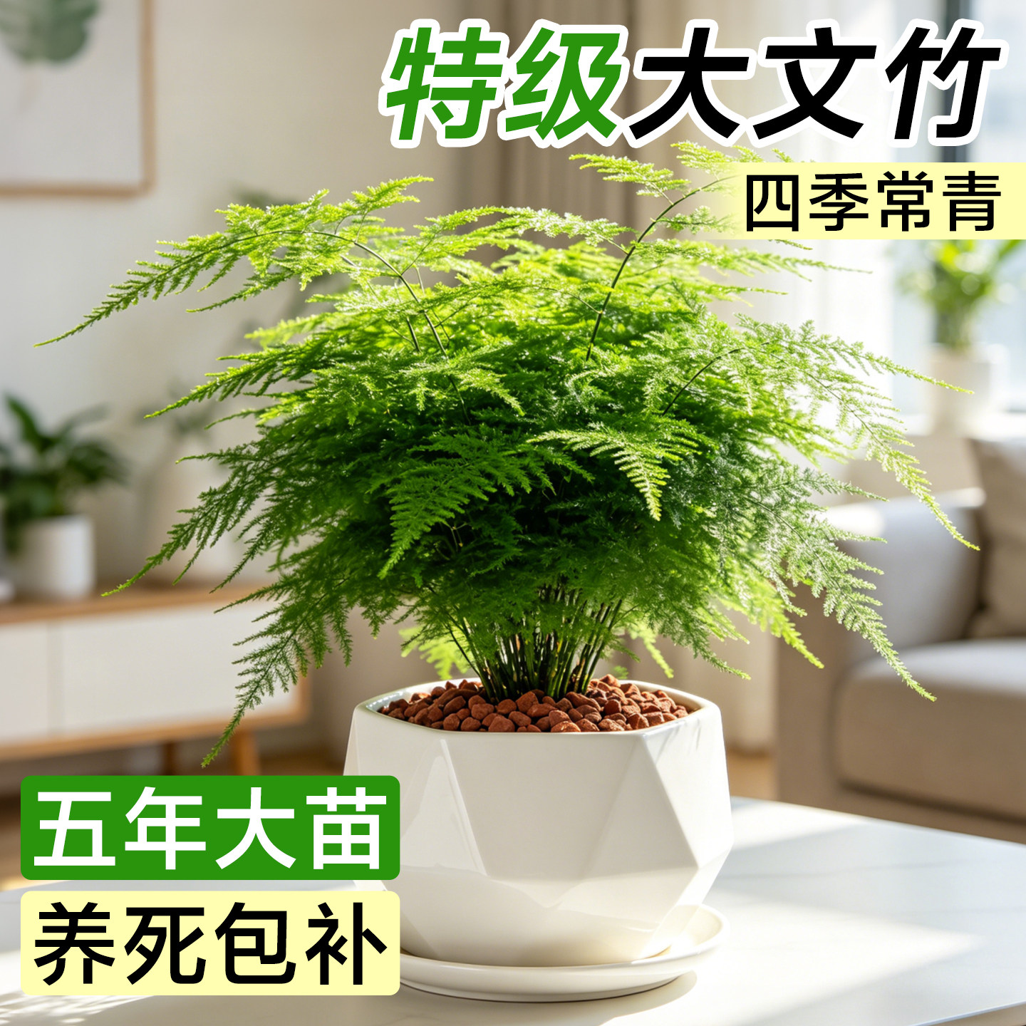 高品质大文竹盆栽室内客厅办公室造景老桩大苗好养活绿植四季常青