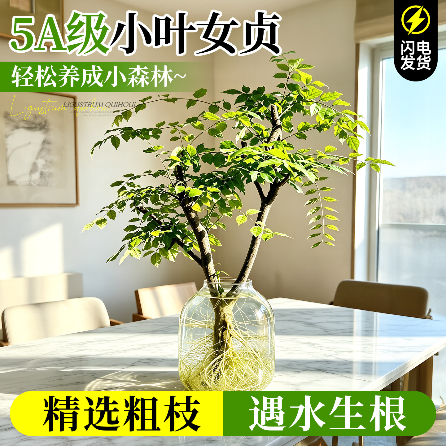 小叶女贞水培造型树老桩室内绿植四季常青桌面带根树苗植物鲜切枝