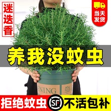 迷迭香盆栽驱蚊植物克星牛排黄油可食用香草棒棒糖大苗室内绿植物
