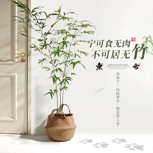 竹子盆栽室内大型绿植好养活四季 客厅景观植物书房禅意盆景花卉树