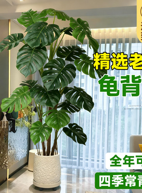 龟背竹老桩大叶造型客厅盆栽四季土培落地大型绿植室内高级感常青