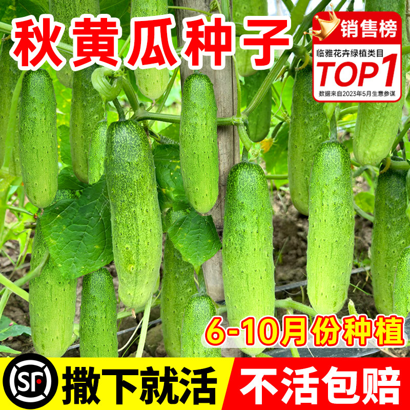 秋黄瓜种子唐山秋瓜阳台盆栽种植脆皮旱黄瓜水果夏季蔬菜籽种大全,鲜花速递/花卉仿真/绿植园艺,家庭园艺种子,淘宝优惠券,粉丝福利购,淘宝优惠卷