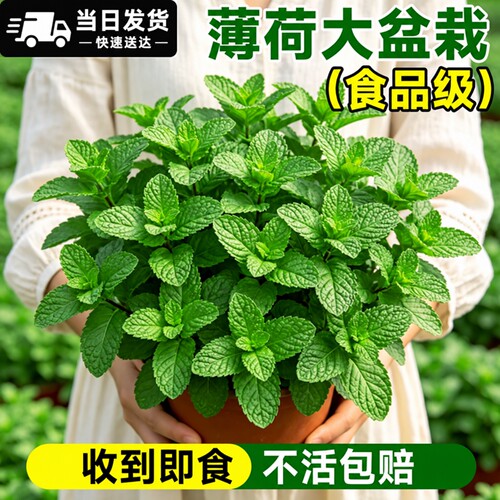 【食品级】薄荷大盆栽