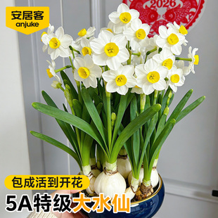 安居客正宗水仙花种球漳州洋水仙球种水培盆栽特大球重瓣冬季花卉
