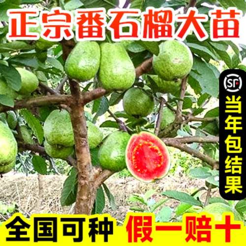 番石榴果树苗胭脂红宝石心芭乐