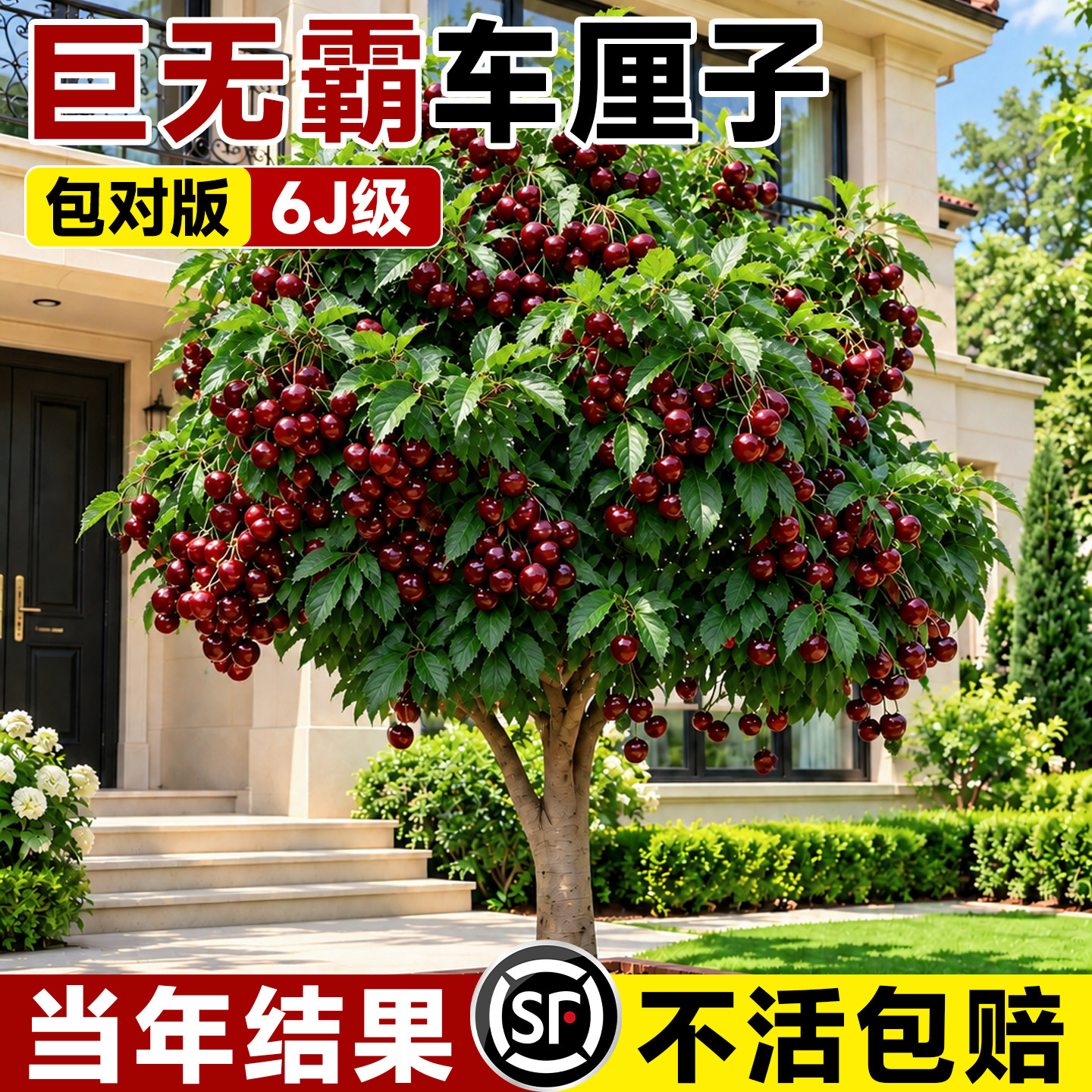 正宗车厘子树苗大樱桃果树南方种植北方耐寒特大嫁接苗黑珍珠四季