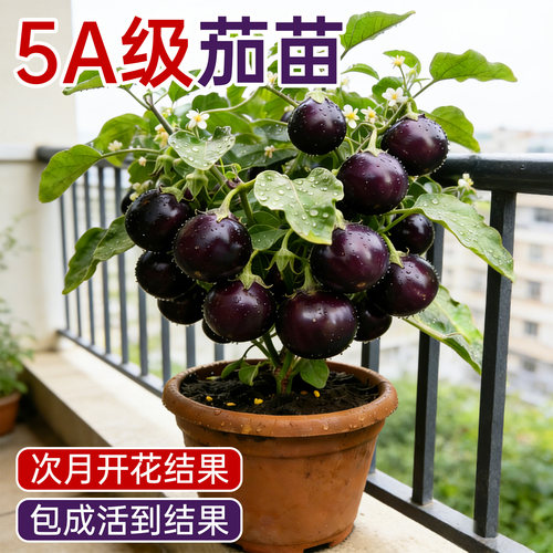 黑圆茄子四季高产带土特大茄子苗