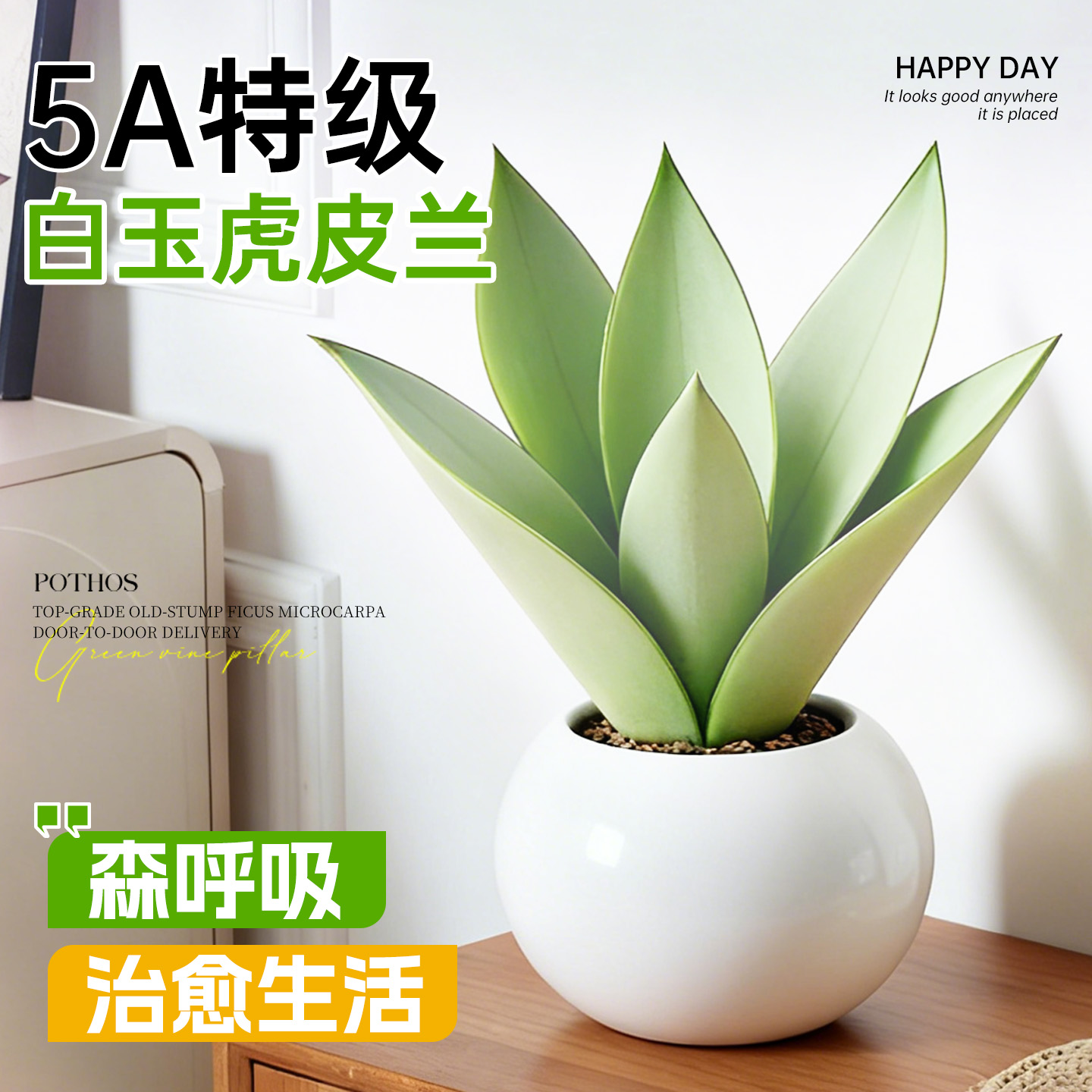 5A特级白玉虎皮兰常青不活包赔