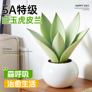 白玉虎皮兰盆栽室内花卉绿植物办公室高端桌面摆件四季 长青好养活