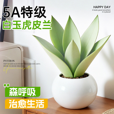 5A特级白玉虎皮兰常青不活包赔