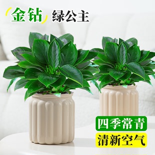 金钻水培盆栽大叶绿公主绿萝盆栽室内绿植好养适合懒人养植物工位