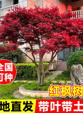 红枫室外庭院绿化带四季
