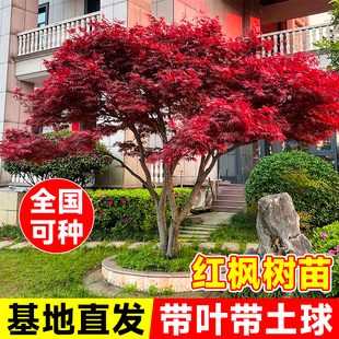中国红枫树苗盆景老桩四季红枫叶室外庭院风景树绿化枫树苗红舞姬