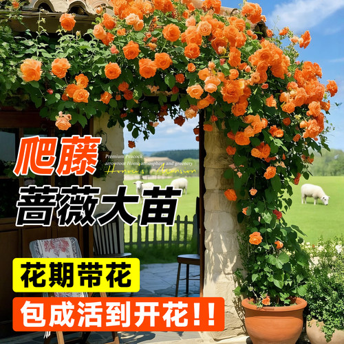 蔷薇花苗爬藤庭院爬墙藤本月季老桩特大号玫瑰花盆栽四季鲜花开花