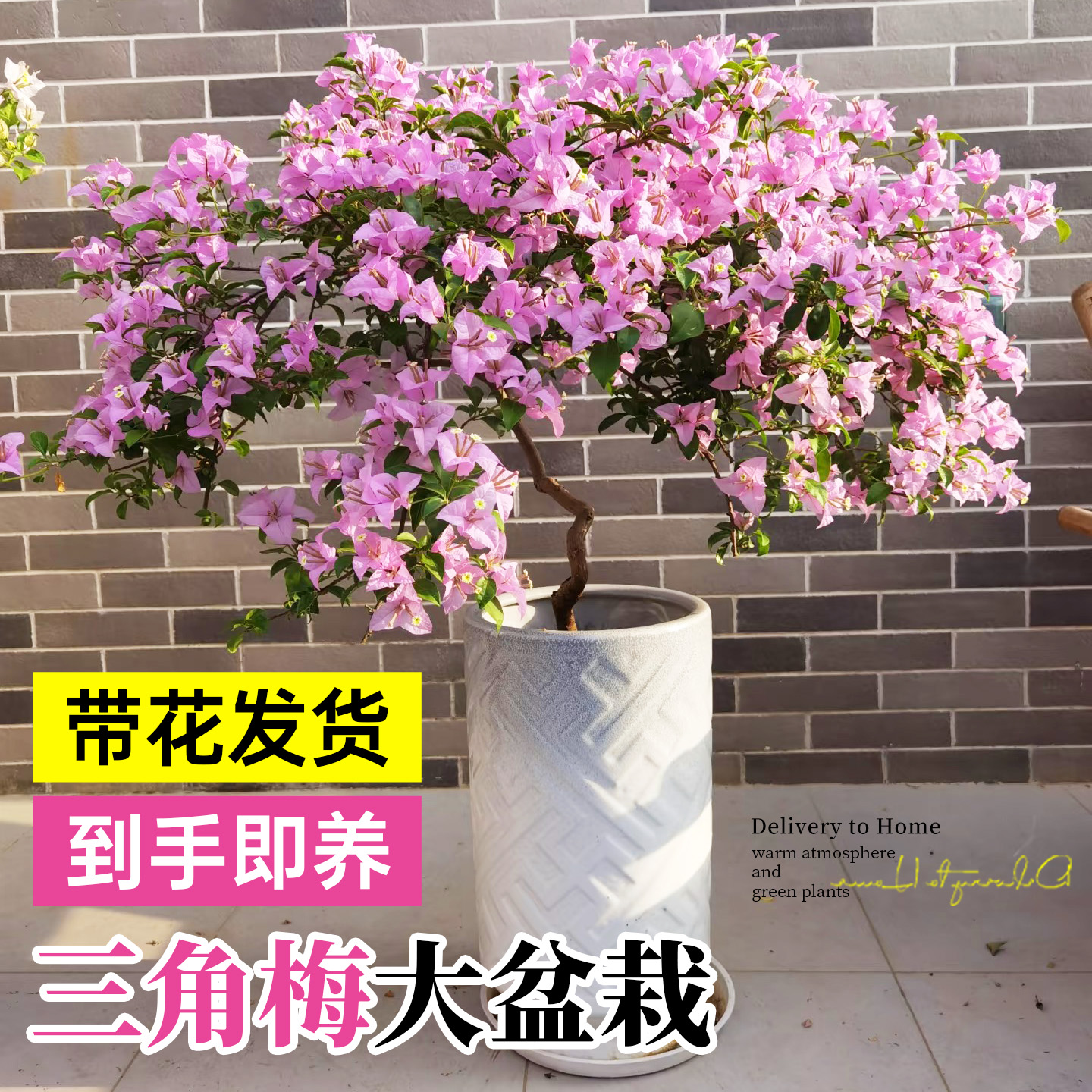 重瓣三角梅盆栽老桩带花四季花卉
