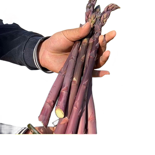 紫色芦笋根苗带芽带土芦笋种苗种根种籽子秧苗四季种植多年生绿植