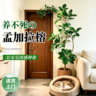 孟加拉榕树客厅大盆栽绿植室内大型落地耐阴四季常青好养大叶榕树