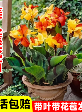 美人蕉花苗好养种球类水培室外庭院花卉花苗多年生四季开观花植物