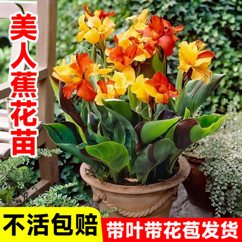 美人蕉花苗多年生四季开观花植物