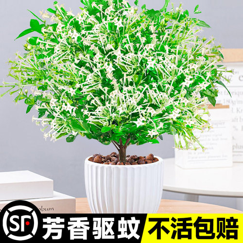 夜来香树苗盆栽驱蚊植物四季开花