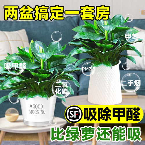 办公室桌面绿植新房除醛专用好养