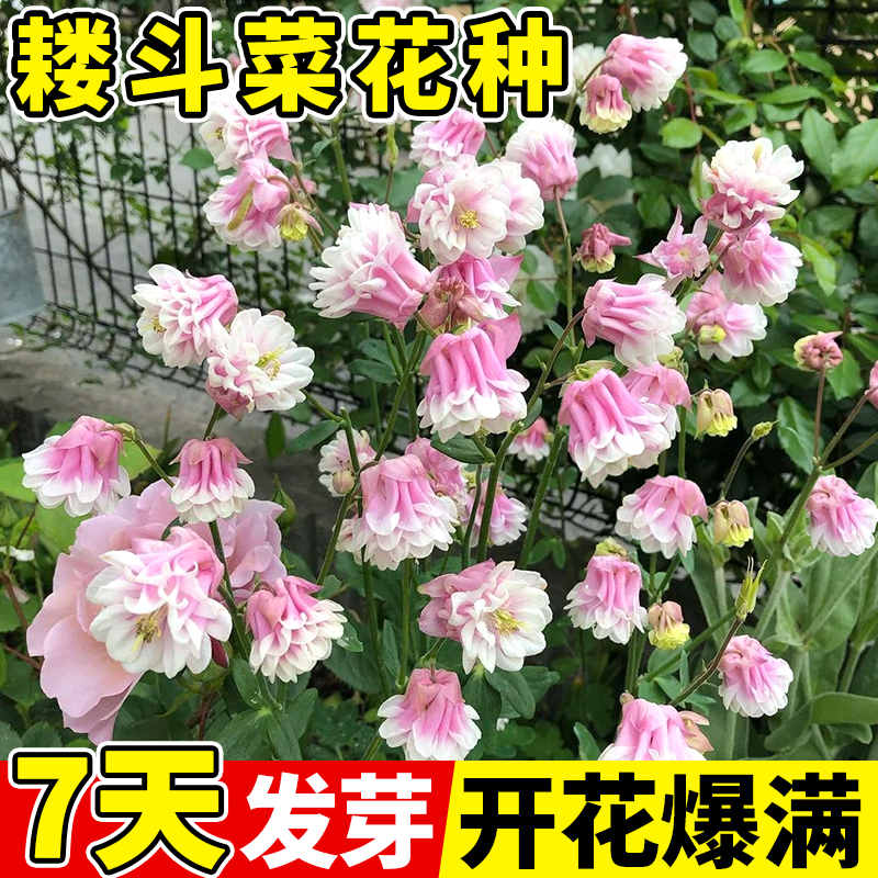 耧斗菜花种子阳台庭院四季开花