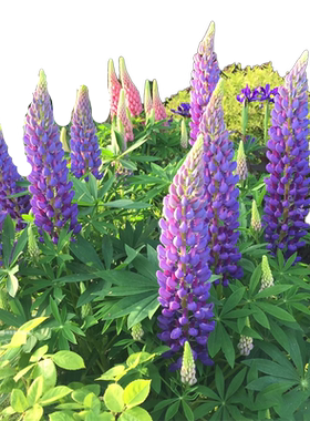 四季播种花种籽子易活鲁冰花植物