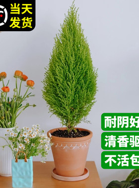 香松桌面绿植小盆栽室内常青植物