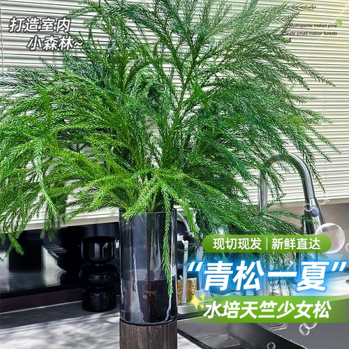 天竺少女松鲜切枝圣诞树真树