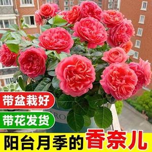 香奈儿阳台月季盆栽花苗老桩红果汁大苗室内四季开花卉绿植带花苞