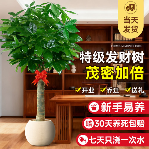 【茂密加倍】室内客厅大型发财树