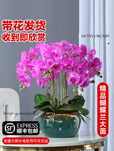 精品蝴蝶兰盆栽带花苞花剑大盆大花型室内兰花花卉鲜花绿植物花苗