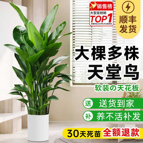 【顺丰包邮】天堂鸟盆栽送货上门