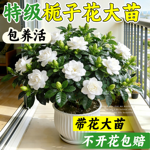 栀子花盆栽带花苞大苗好养易活