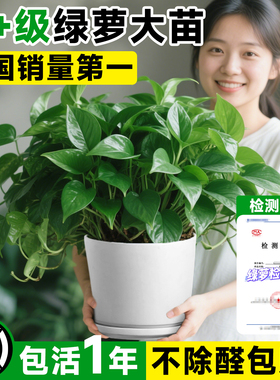 绿萝室内盆栽水培植物绿箩长藤款客厅绿植净化空气特大号盆除异味